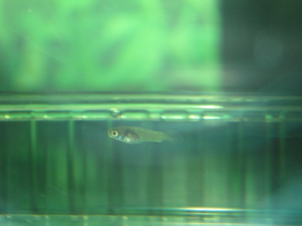 Platy Fry 1/27/9 shortly after discovery