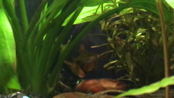 Playing hide and seek in the plants....ember tetras. June 10, 2011