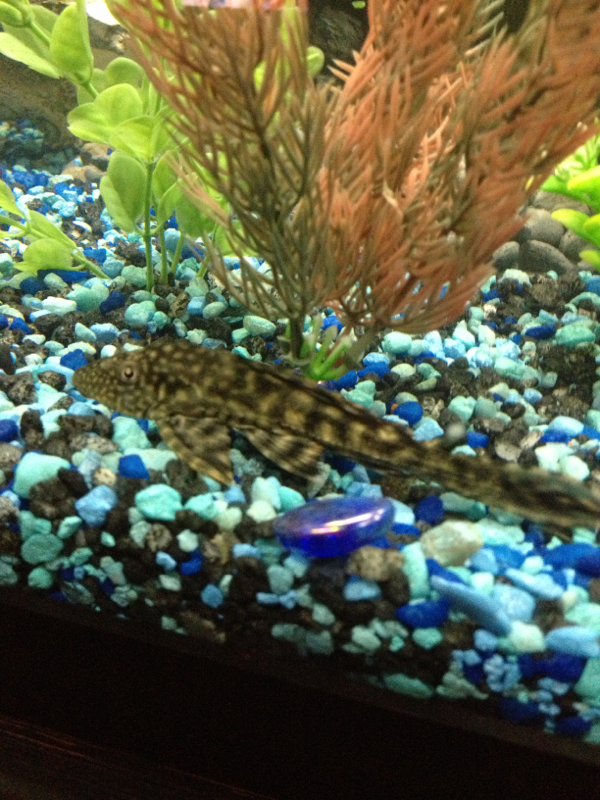 Pleco, poor guy doesn't have a name yet.