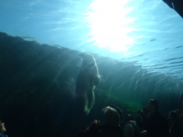 Polar Bear Swimming Overhead