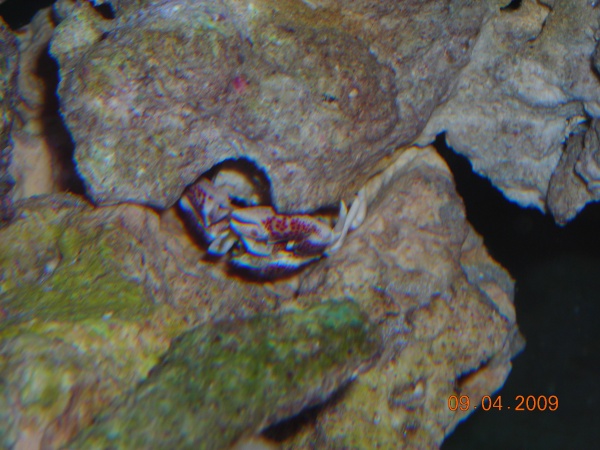 porcelain anemone crab 9/3/09 (flash)