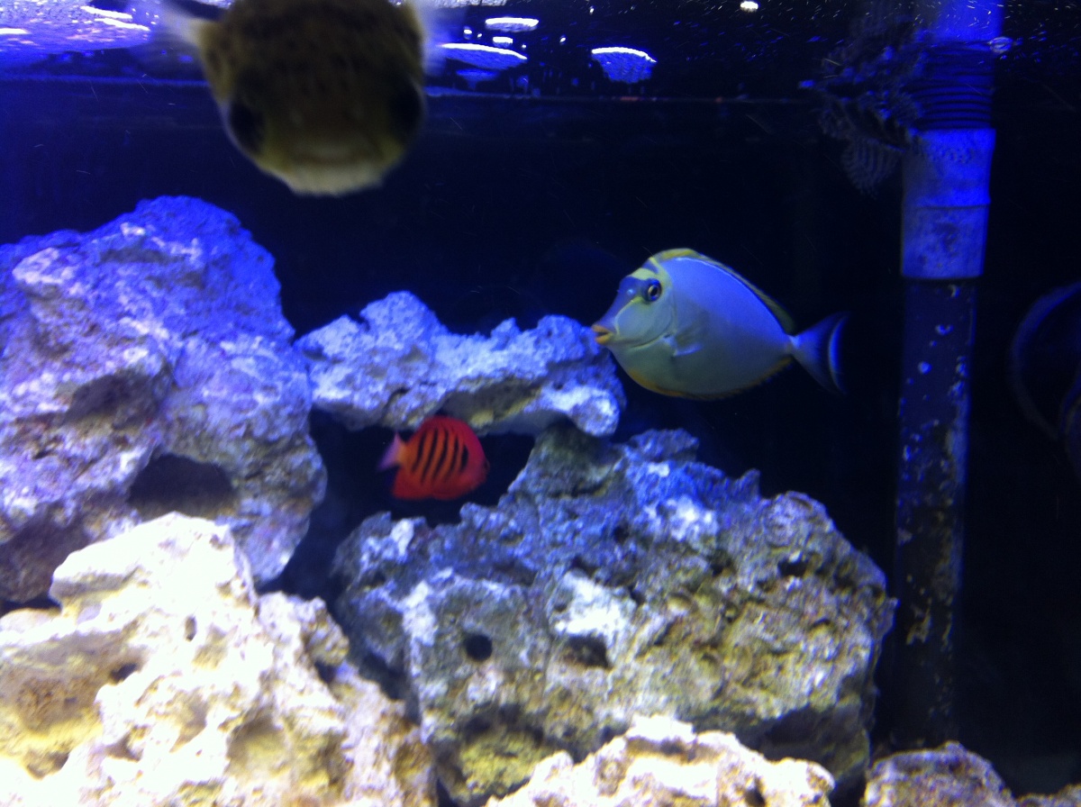 porcupine puffer, blonde naso tang, flame angel