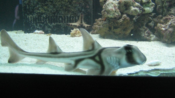 port jackson shark