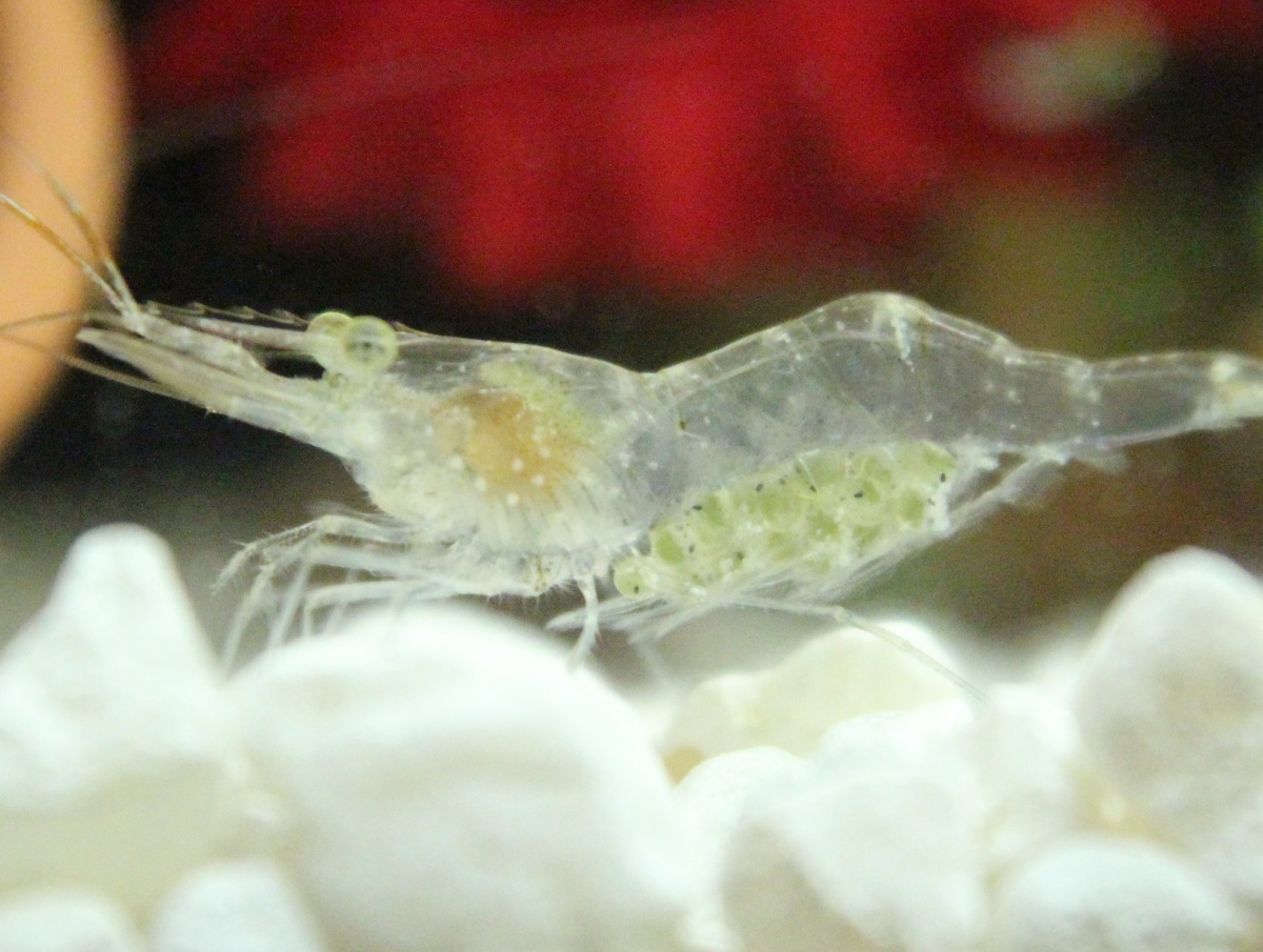 Pregnant Ghost Shrimp