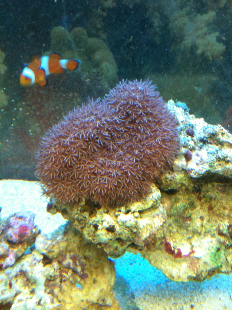 Present from uncle some nice coral and nemo in background.