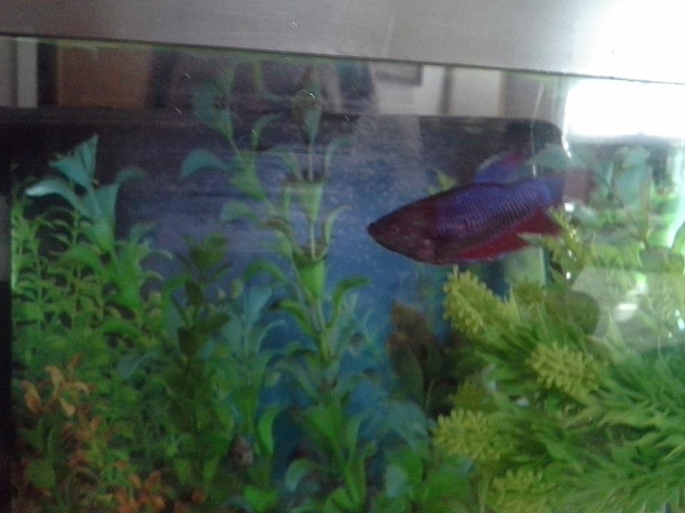 Pretty-Fish.  She is the biggest, prettiest, and most dominant of the betta ladies.