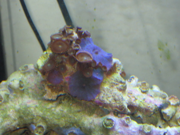 Purple mushrooms and polyps