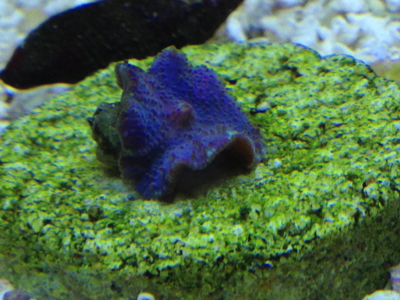 Purple Musroom