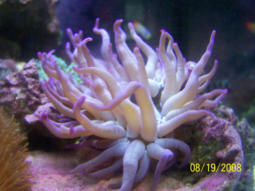 purple tip anemone