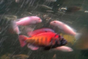 Pyro swimming in the current after eatin everyones spinach i gave out