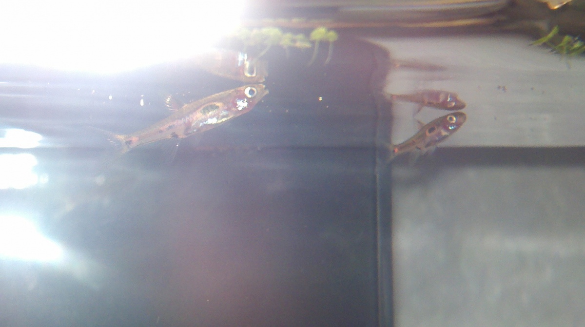 Rasbora Brigittae - Chilis  was hard to get a good pic to show pattern and color.