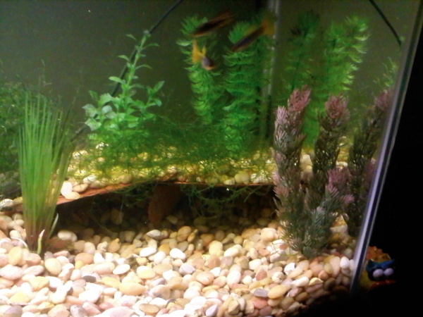Re-did the rock work to make more room in the front of the tank.