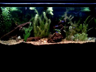 Re-done tank (right)