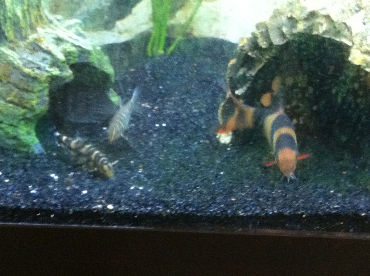 Re-scaped and Updated! Loach Family Gathering! Rocket, Yipes and Nascar