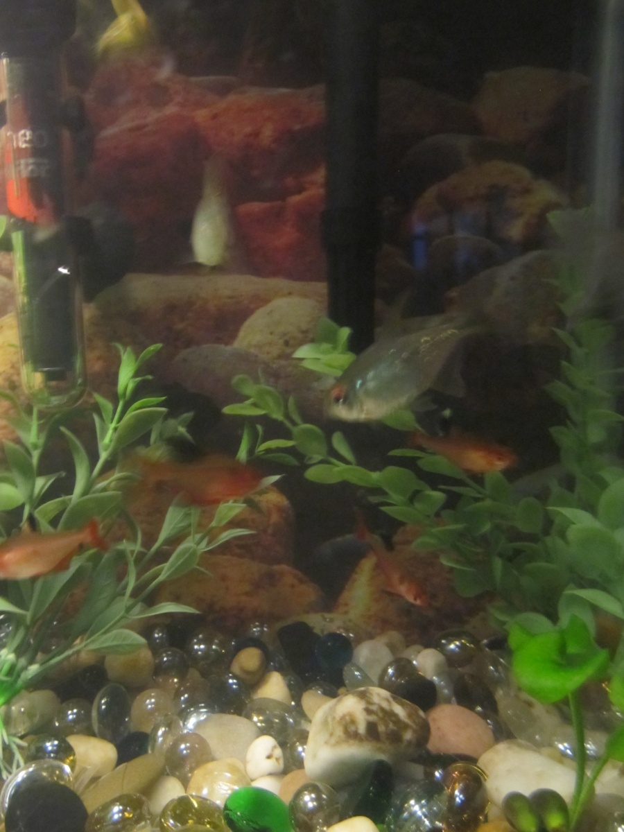 Red eye tetras with my minors