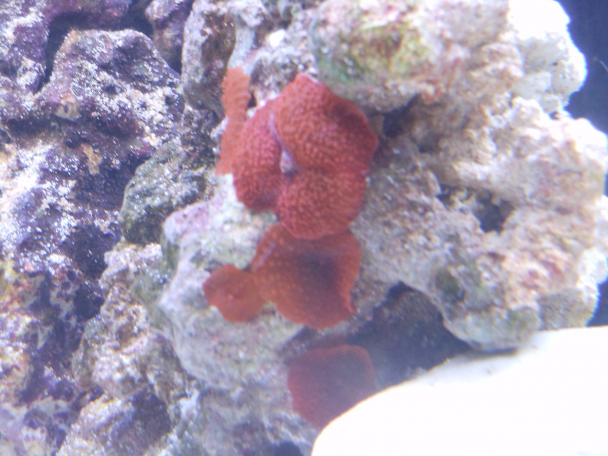 Red Mushroom Rock