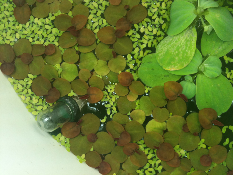 Red root floater, duckweed and water lettuce.
