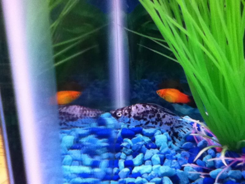 Red Wag Platy and Dalmatian Molly. I had to return the Molly because he was nipping at the fins of the other fish.