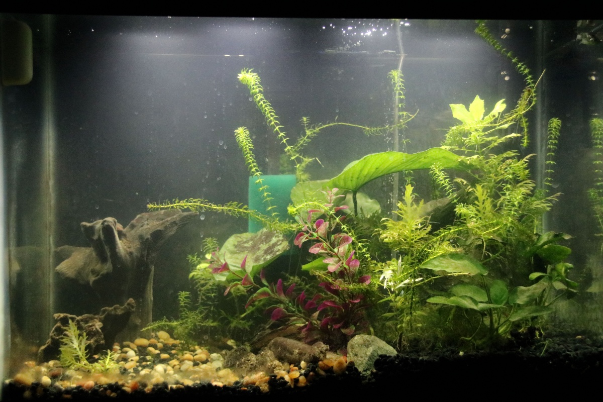 Redesign to 20 gallon. had to take out plants when catching tetras to sell them. Moved the driftwood to the other side and out the plants back in.