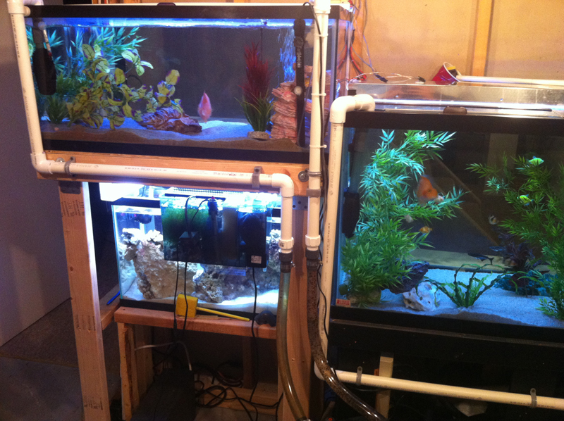 relocate plumbing on the 40 gal because sump will be going under the saltwater tank.  Fluval was moved to side.