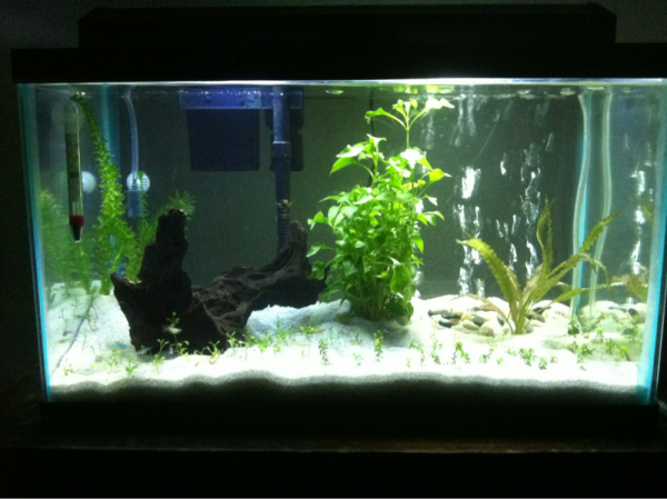 Replaced the rock with something a little more jungle like.