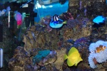 resized showing my new pacific powder blue tang