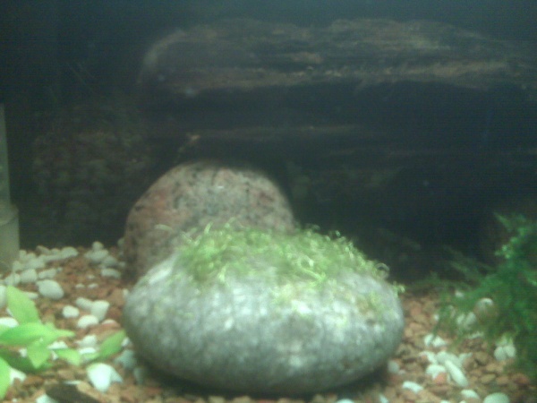 Ricca tied on a rock to start growing out