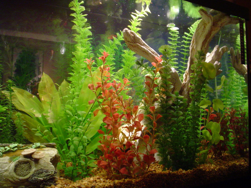 right side closeup...
here is what my tank looks like now after buying new substrate and adding a lot of plants
i like the way it turned out =)
fake a