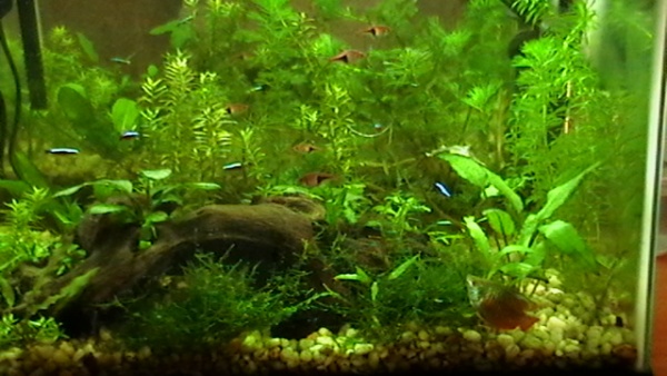 right side of the tank...june 8, 2011