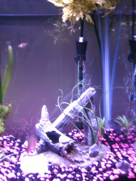 Right side of the tank