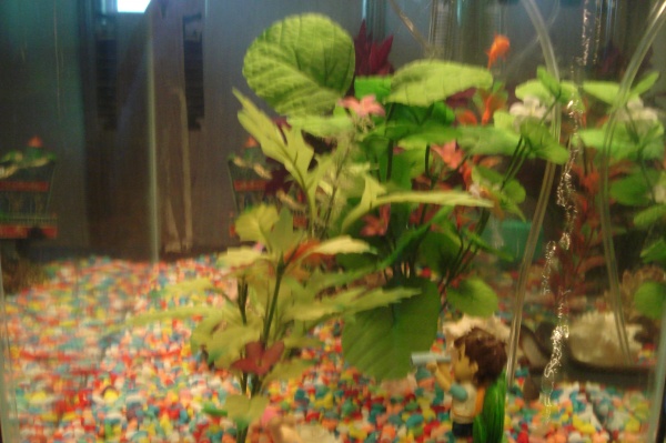 right side...we had to put diego in...it belonged to "bob" my sons first betta