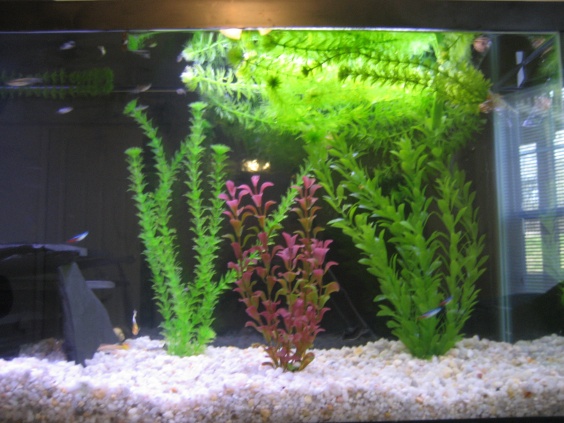 Right side with floating plants for fry.