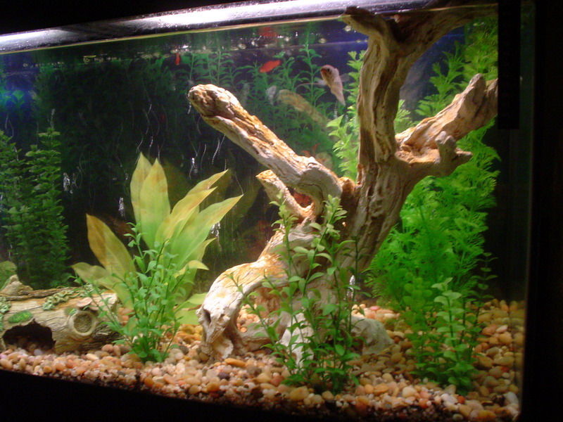 right view of 55gal
fake plants, large pebble gravel substrate
1 lone surviving blue gourami on patrol