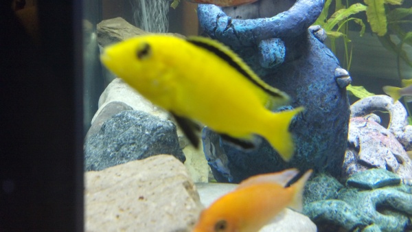 RIP Buddy! My male yellow lab who died rom HIH disease :(