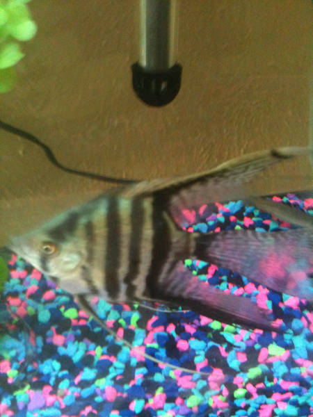 Rip zigzag 10/13/11 so sad he will be missed for sure!