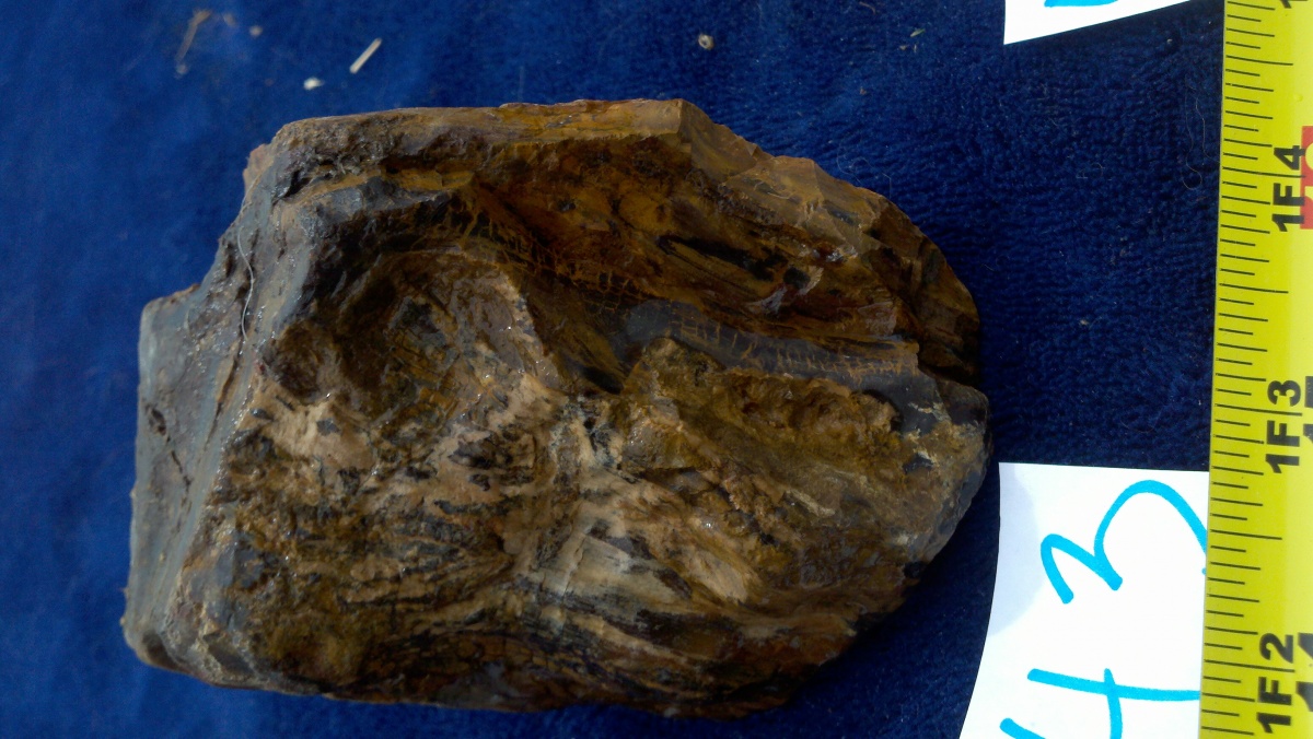 Rock #43
Gnarled, has a knot where the indentation is, agate filled cell structure vein in center, see the fiber and the bark lines big and very inter