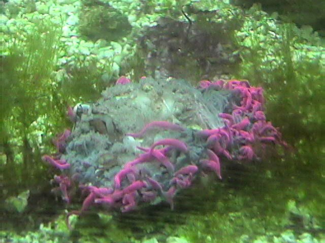Rose Bubble tip Anemone