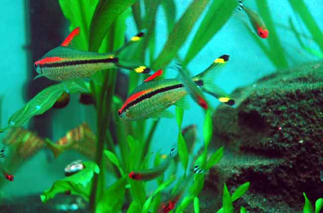 Roseline Shark (Puntius denisonii)

Common Names: Red Line Torpedo Barb, Denison Barb, Red Line Barb, Red Comet Barb
Category: Barb
Family: Cyprinidae