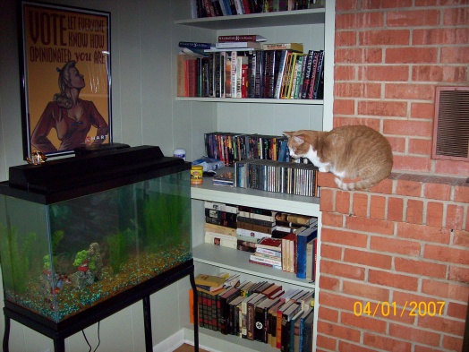 Ruby watching the new fish.  The shubies were really young in this pix (they are in the lower left corner of tank).