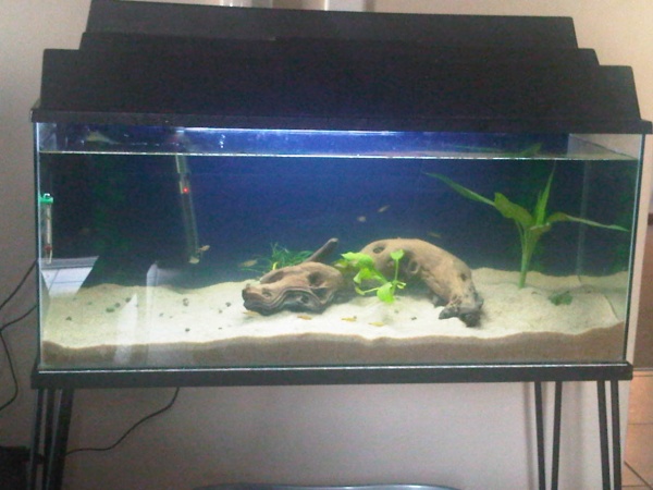 Running. Still need fish and loads of plants.