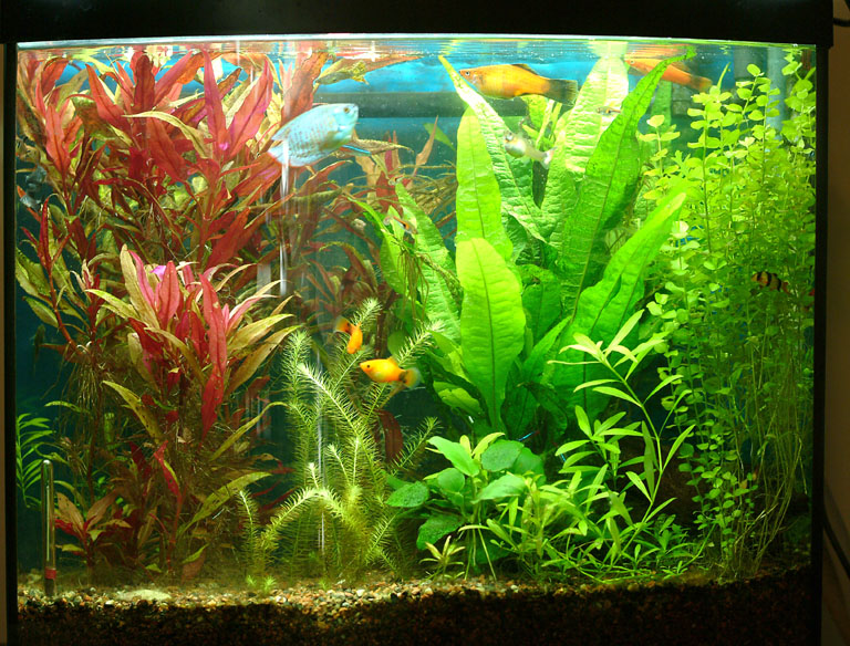 Same 26 gallon tank with larger Alternanthera reineckii and now some Miyaka. About 10 or 11  weeks after previous photo