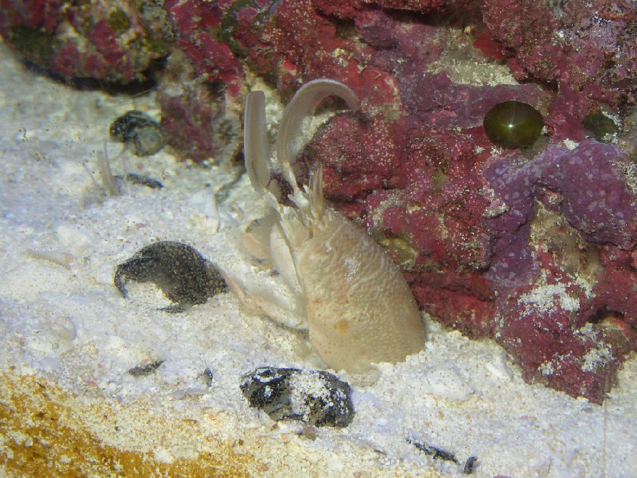 Sand Crab from Newport beach Ca.