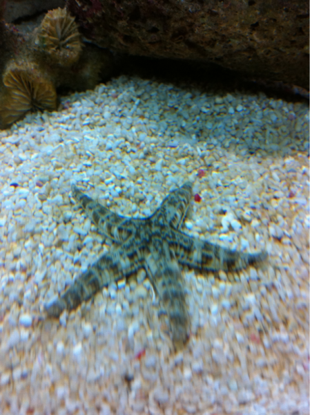 Sand sifter starfish