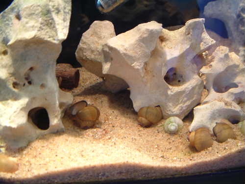 Sand substrate, lots of FW snail shells and Texas Holey rock.