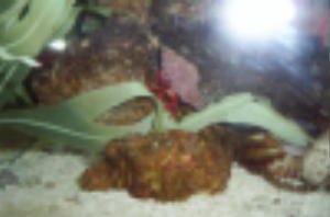 scarlet leg hermit crab.