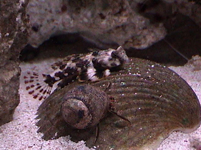 Scooter Blenny and a hermit crab hanging out on top of a shell.
