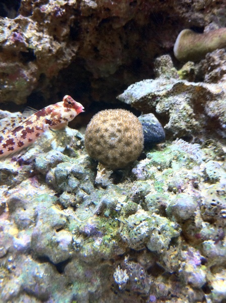 scooter blenny and coral