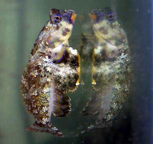Scooter Blenny and reflection