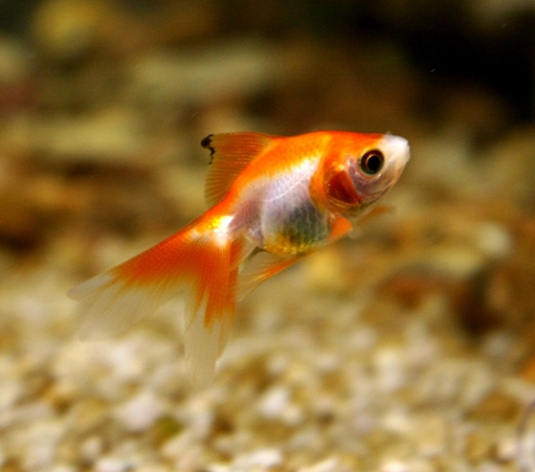 Scrupels. A very special little goldfish. His life was cut short by an accident with a crab. I was keeping the crab in a breeder net in their tank and