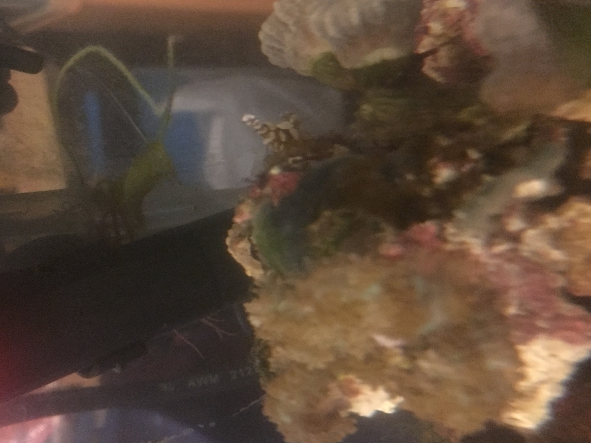 Sexy shrimp!